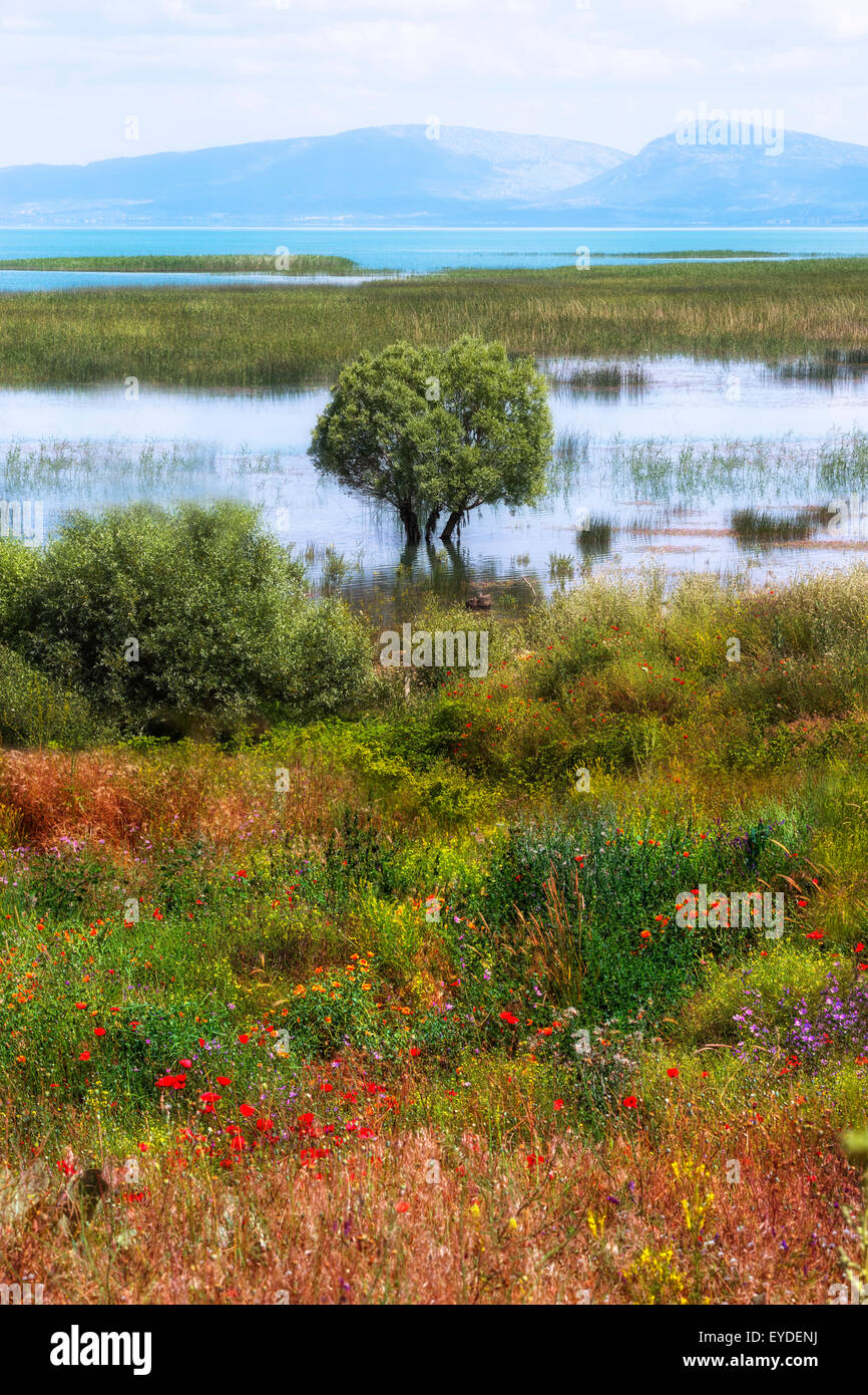 a tree grown in the water at the shore of a lake, in front a meadow with wild flowers Stock Photo