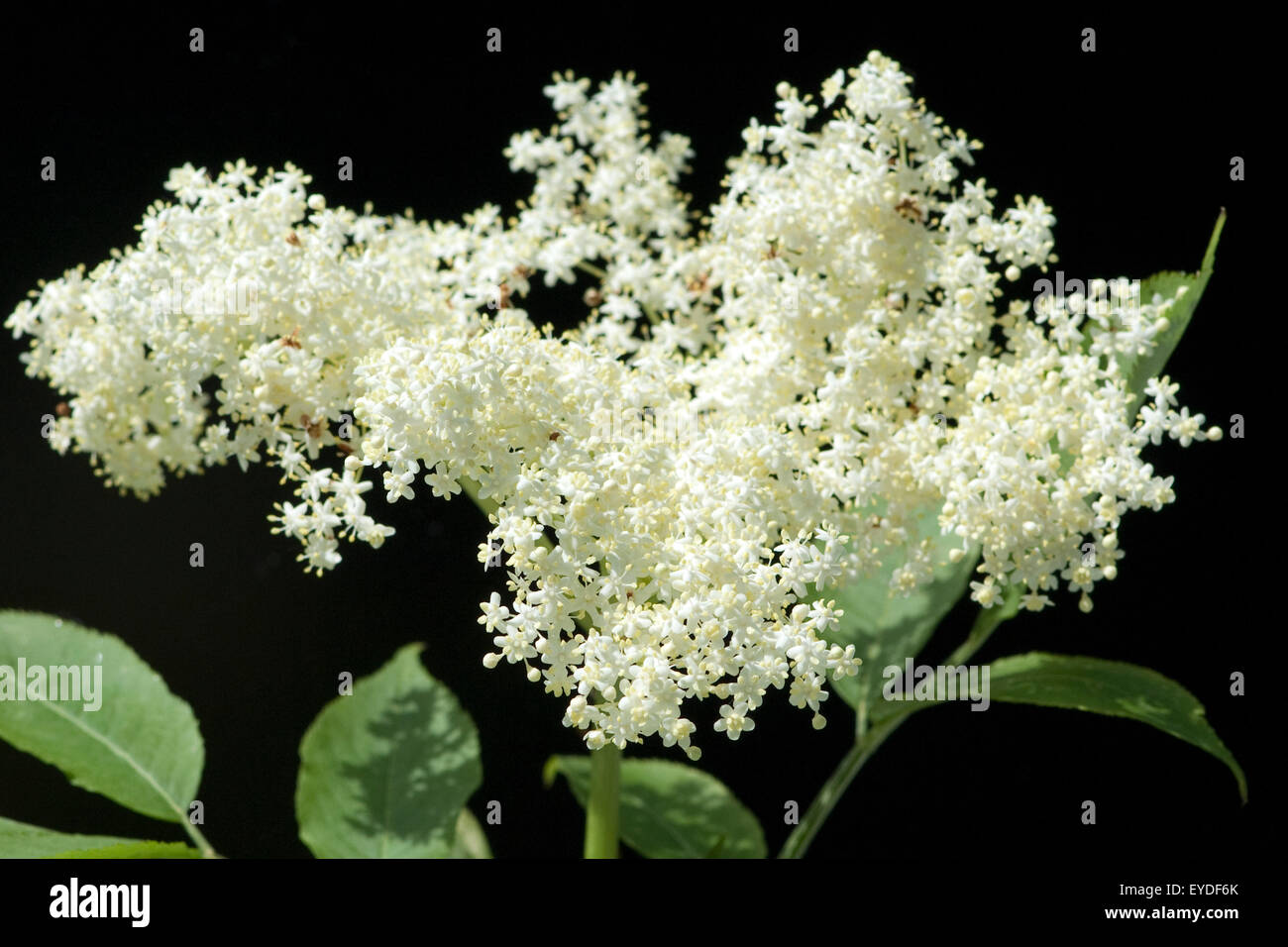 Holunderbeeren hi-res stock photography and images - Alamy