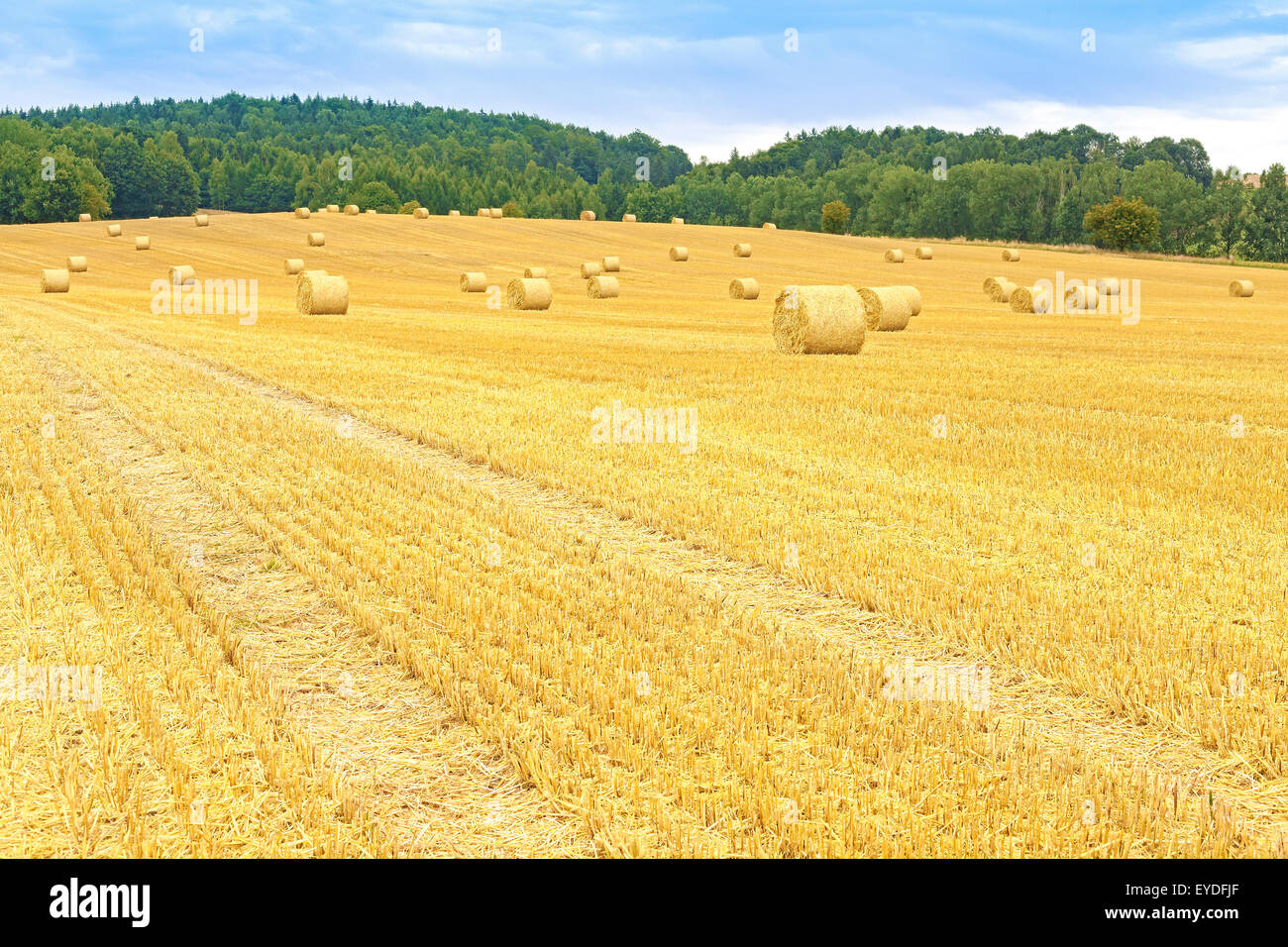 Rural landscape with field path and hay bales. Stock Photo