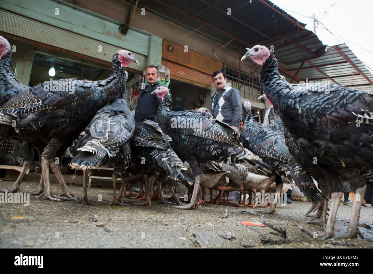 Turkeys In The Central Market Of Sulaymaniyah, Iraqi Kurdistan, Iraq Stock Photo
