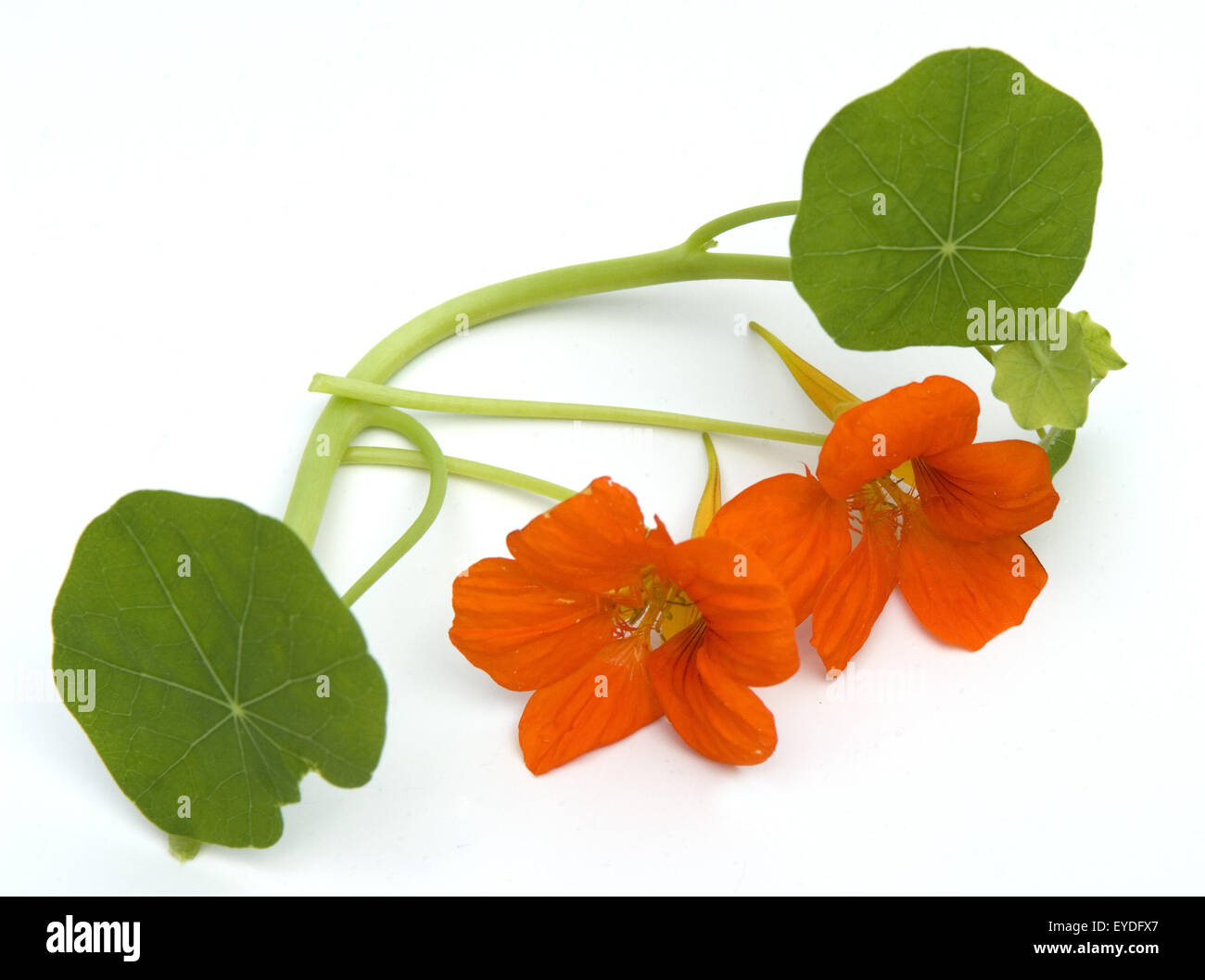 Kapuzinerkresse, Tropaeolum majus, Rankpflanze, Essblume, essbare