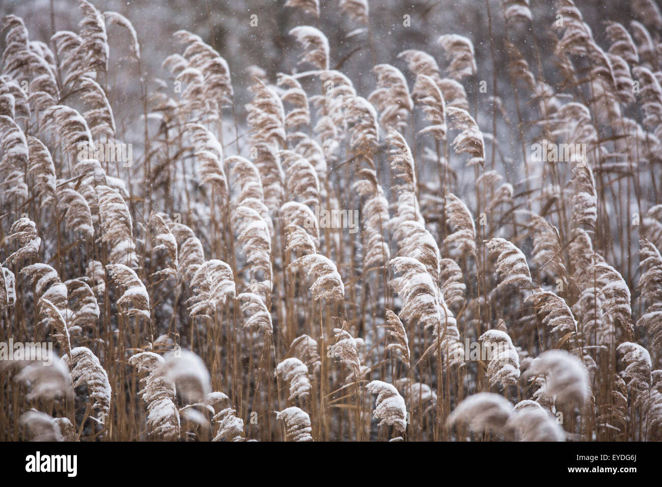 Snowcapped reed plants Stock Photo