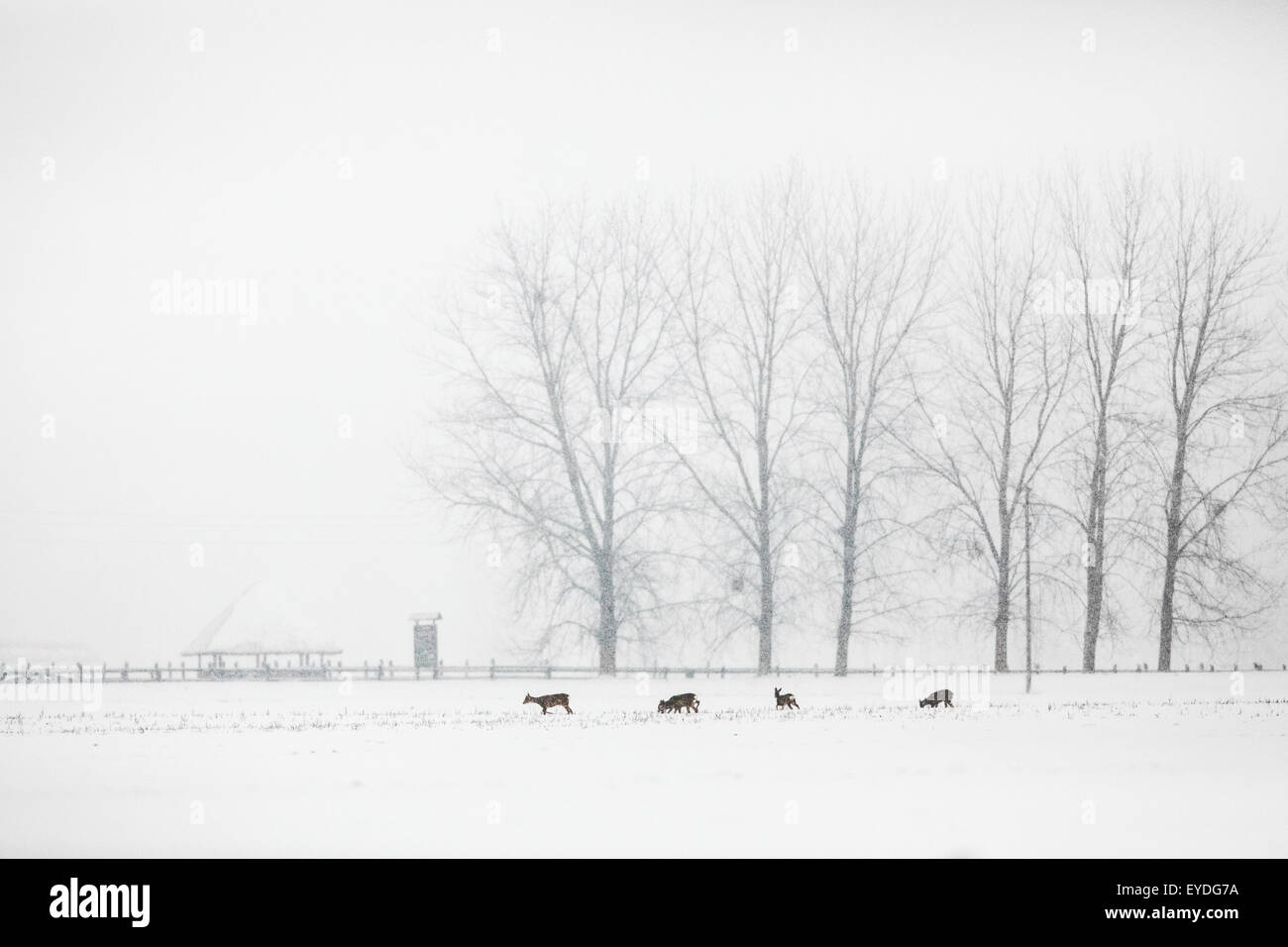 Roe deer herd in snow Stock Photo - Alamy