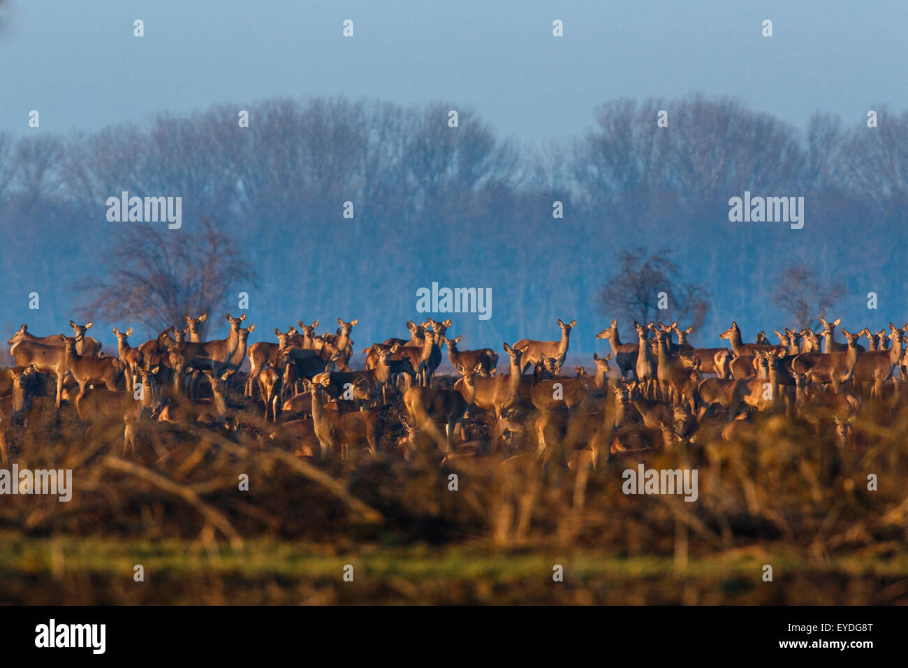 Selective focus herd wild hi-res stock photography and images - Alamy