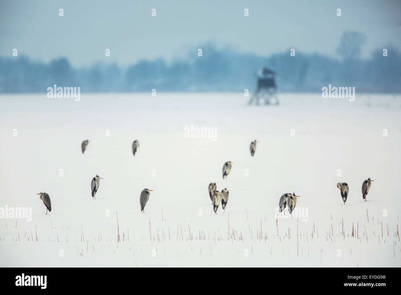 Gray Herons resting in snowcapped field Stock Photo