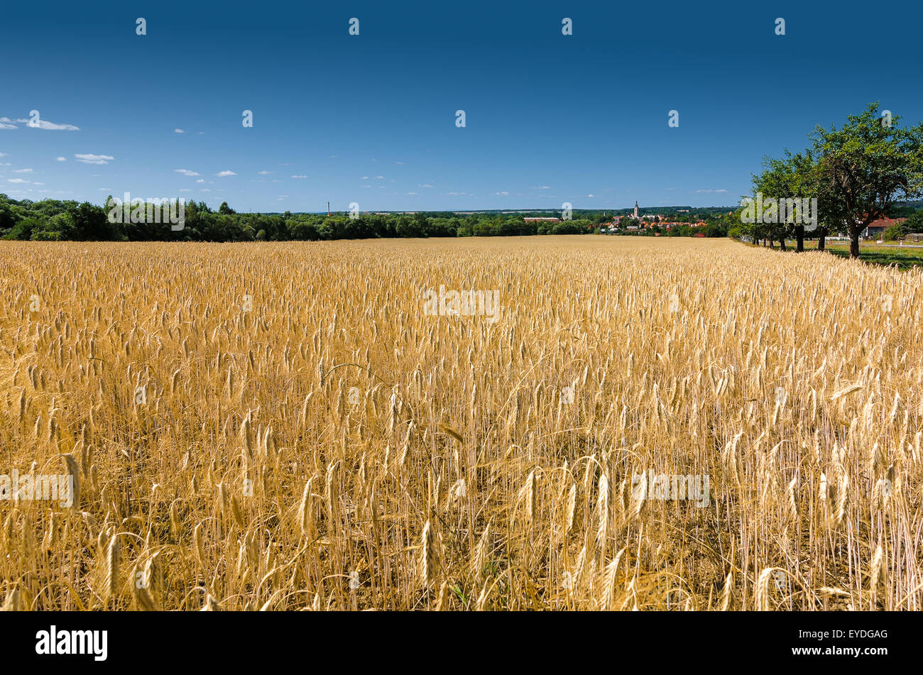 Golden crop field in the country side Stock Photo