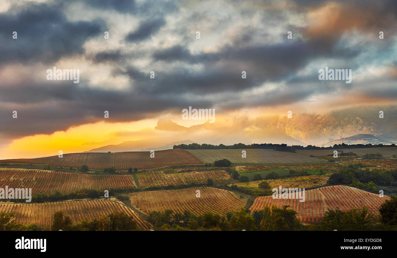Vineyards landscape. Rioja alavesa wine route. Alava. Basque country. Spain Stock Photo
