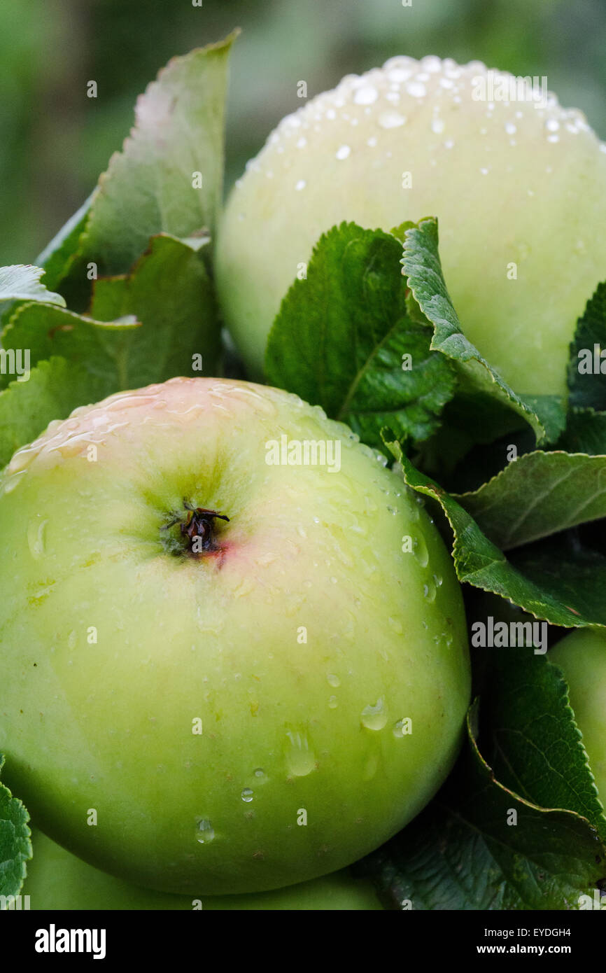 Wet Green Apples Stock Photo Alamy