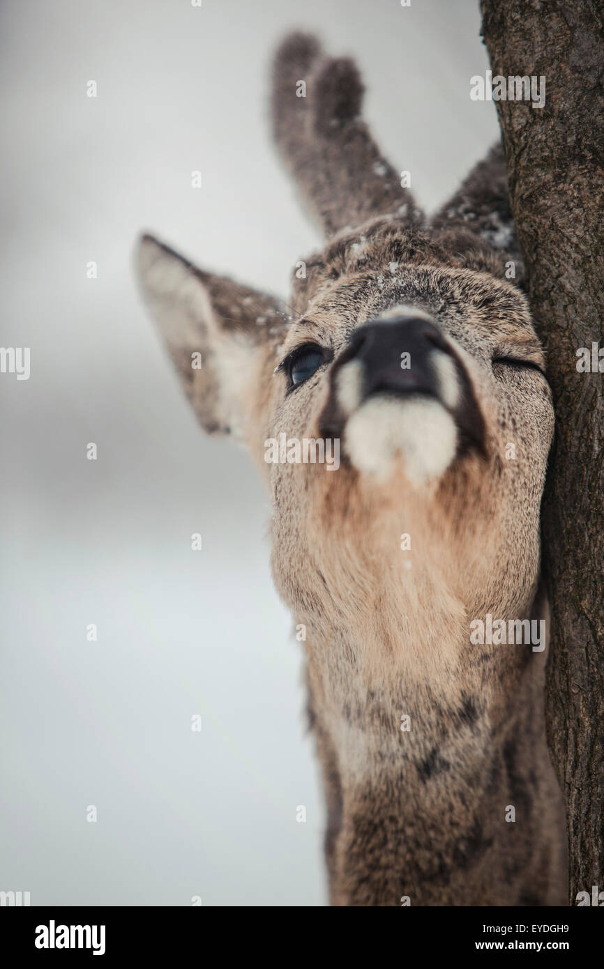 Roe deer rubbing tree, close-up Stock Photo