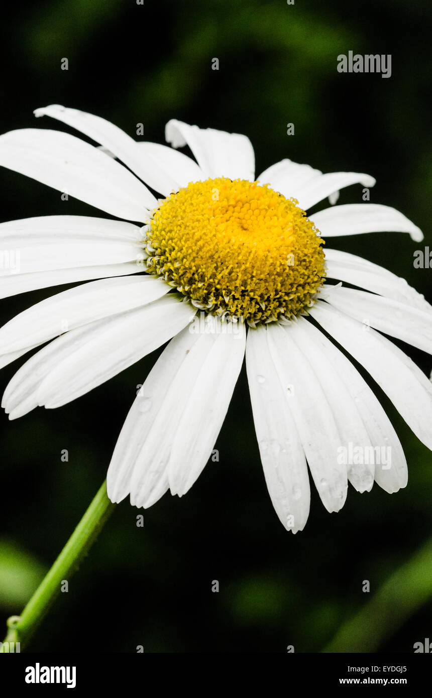 White Dog Daisy Flower Close-Up Stock Photo