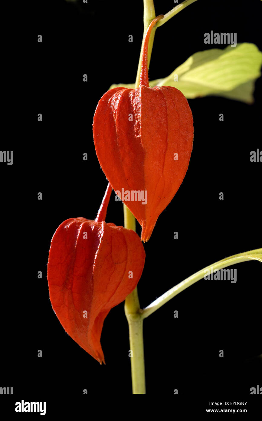 Lampionblume, Physalis alkekengii, Stock Photo