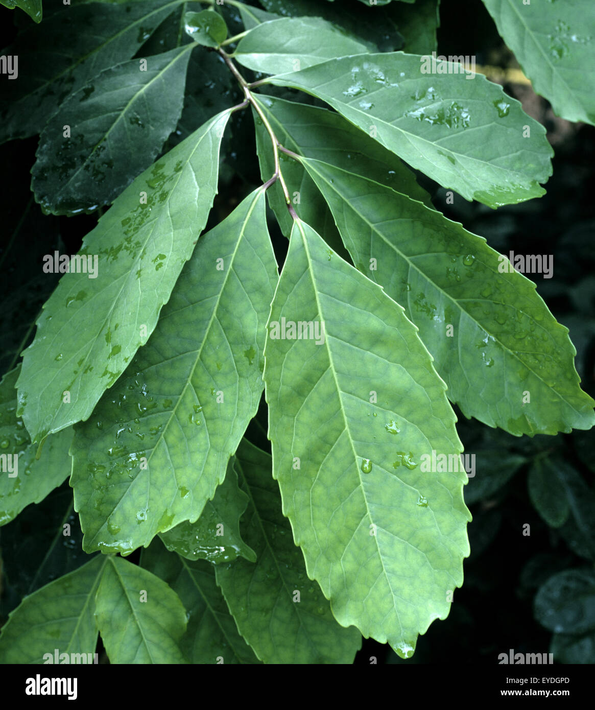 Matestrauch, Ilex paraguariensis, Matetee, Tee, Stock Photo