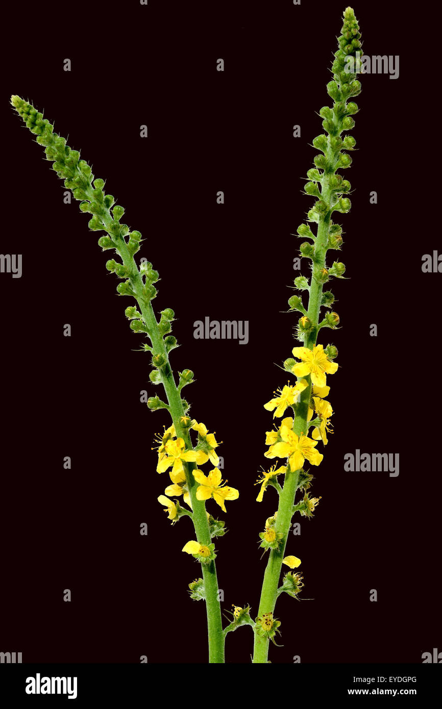 Odermenning; Agrimonia, Eupatoria; Agrimony; Stock Photo