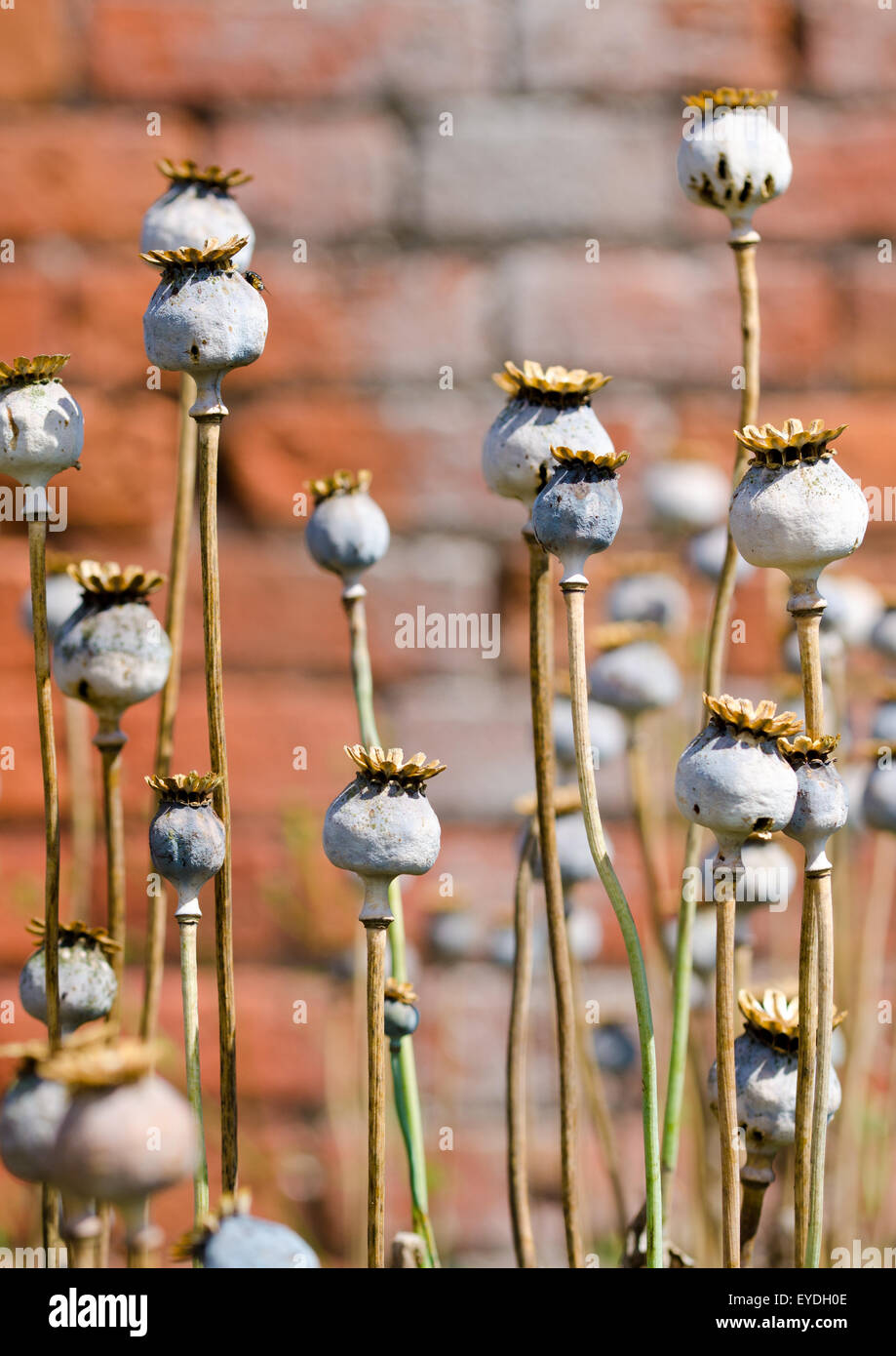 Poppy Seed Heads against brick wall Stock Photo