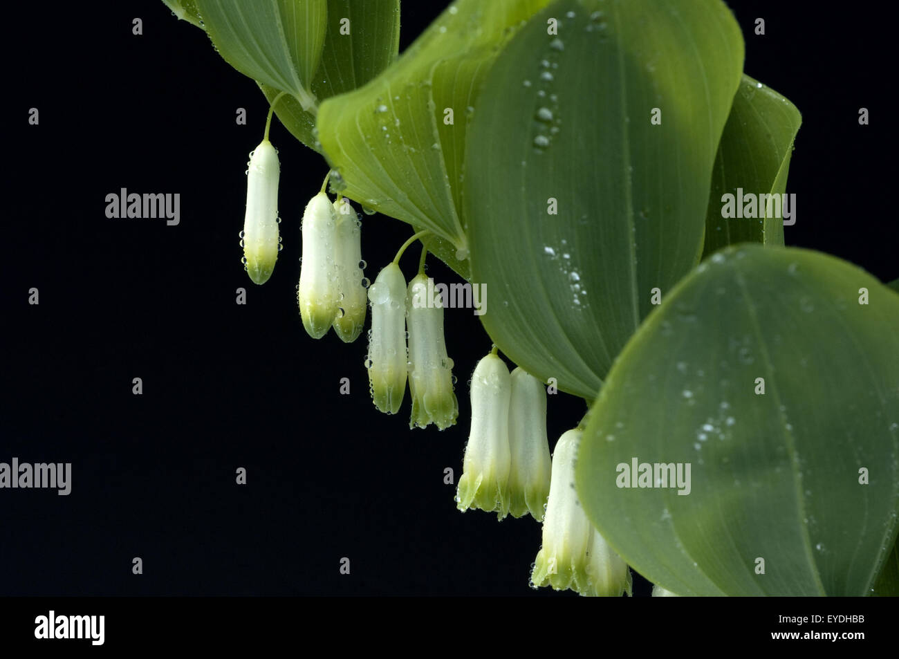 Salomonsiegel; Polygonatum, Polygonatum Odoratum, Stock Photo