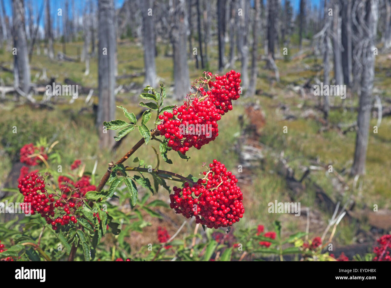 Pyracantha berries or firethorn berries, growing wild in the Oregon Cascades Stock Photo