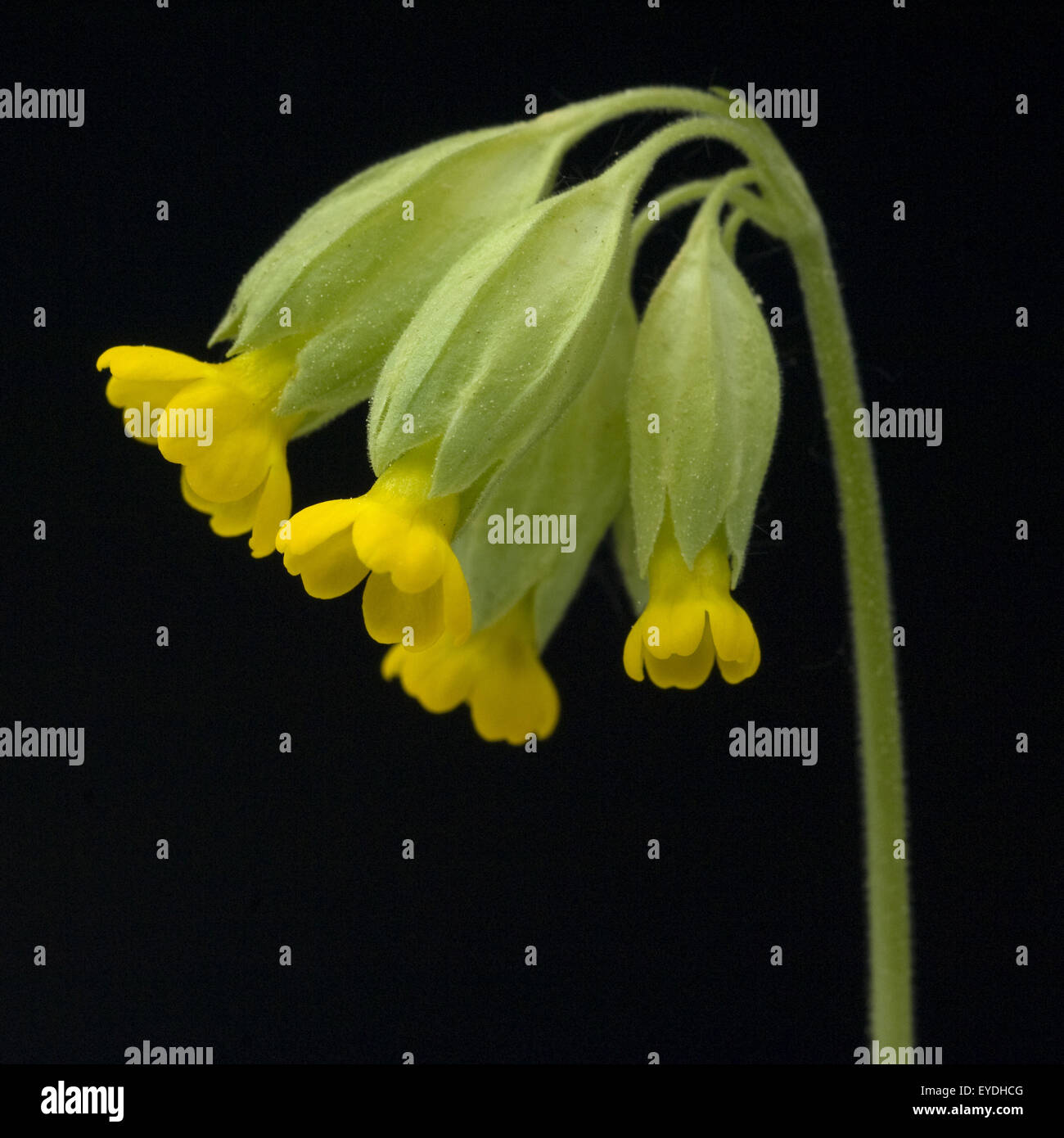 Schluesselblume, Primula veris, Stock Photo