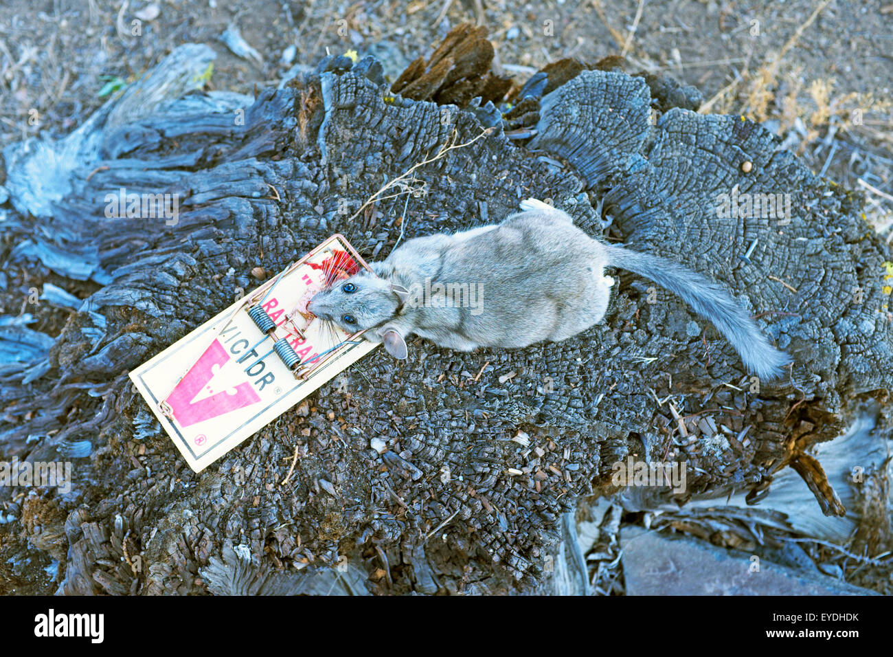 A dead packrat or bushy tailed woodrat caught in a rat trap. Stock Photo
