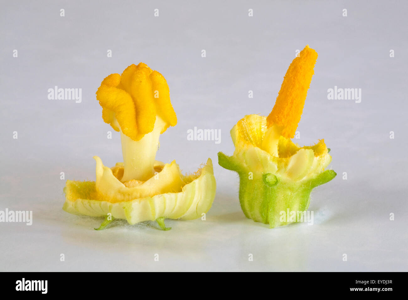 A male and female (stamen and stigma) in a blossom or flower of a zucchini squash plant Stock Photo