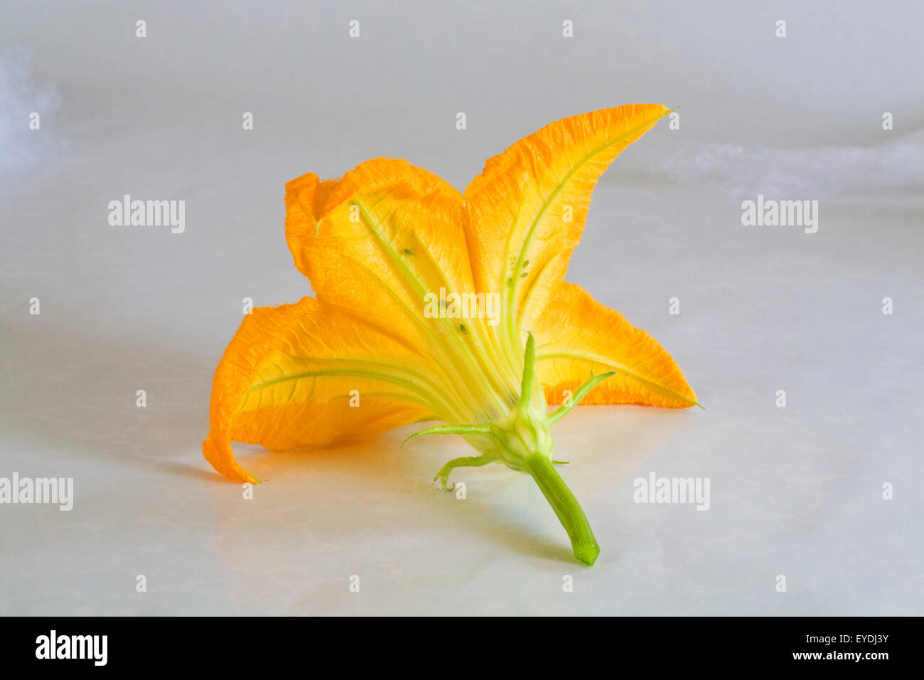 A male blossom or flower of a zucchini squash plant Stock Photo Alamy