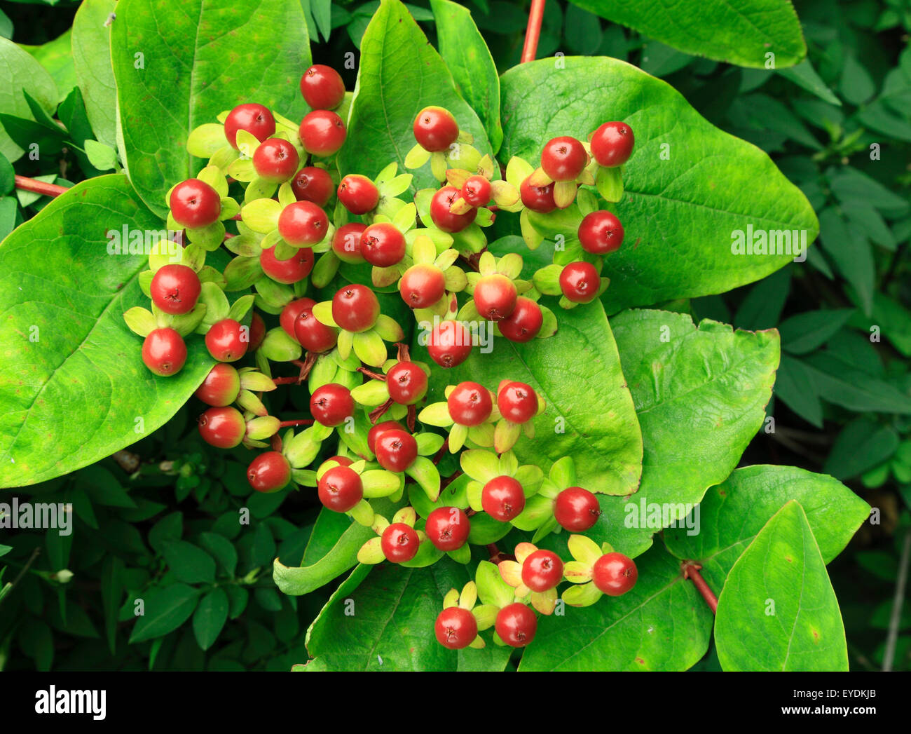 Hypericum androsaemum, red berries, St. John's wort, garden plant portrait, hypericums berry fruit fruits Stock Photo