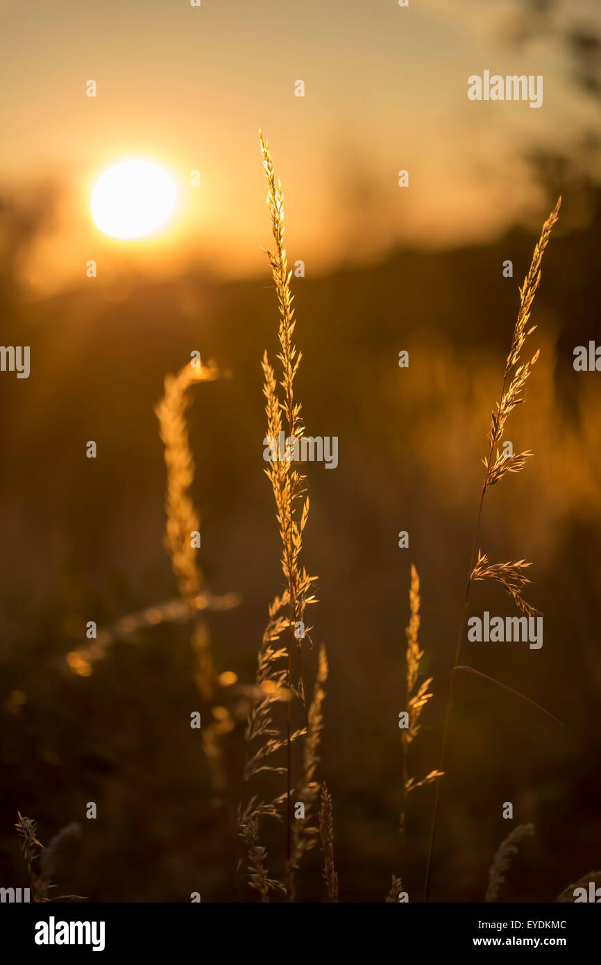 Dawn through grass field hi-res stock photography and images - Alamy