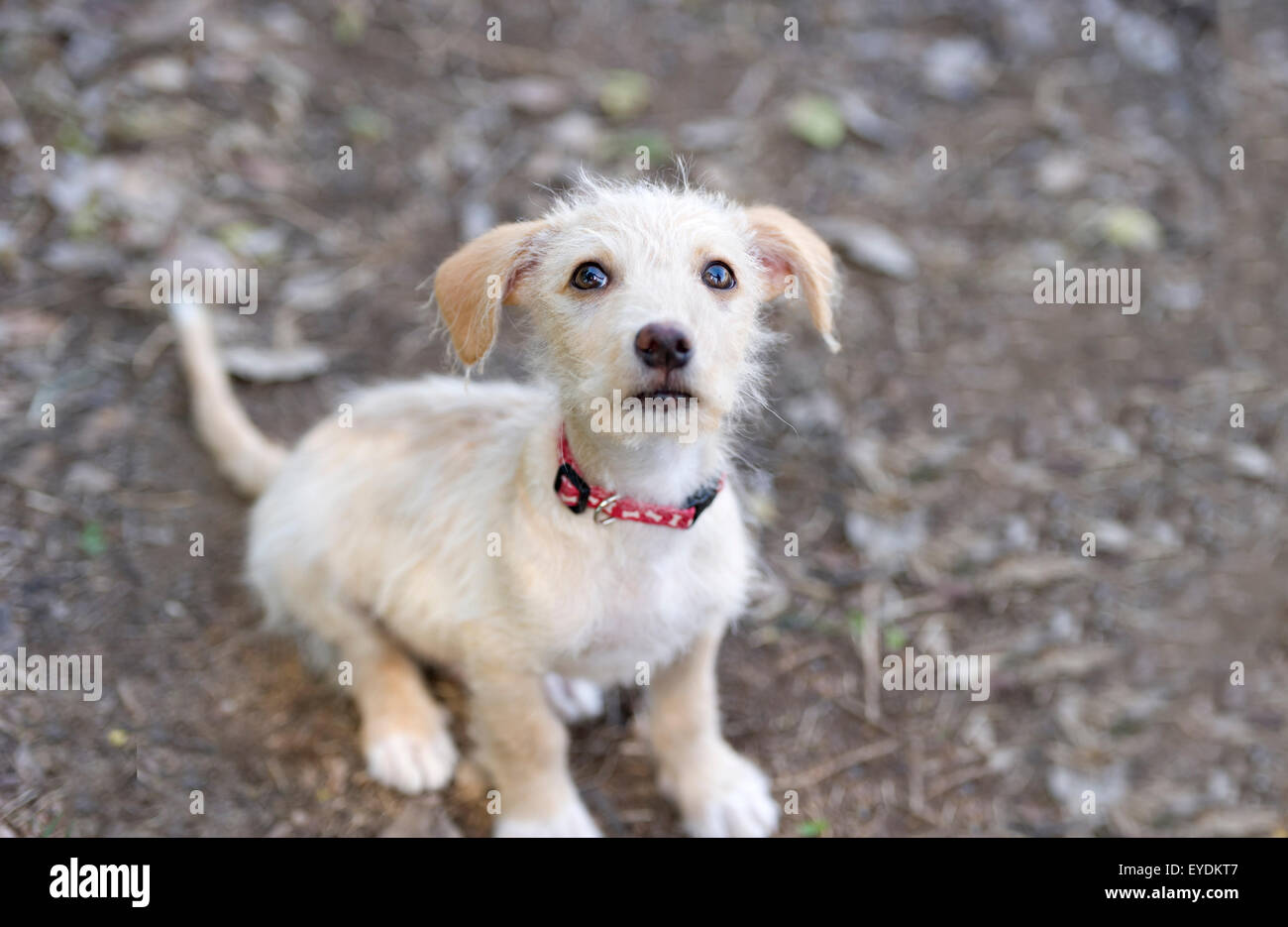 Cute dog is an adorable puppy looking up with big puppy dog eyes. Stock Photo