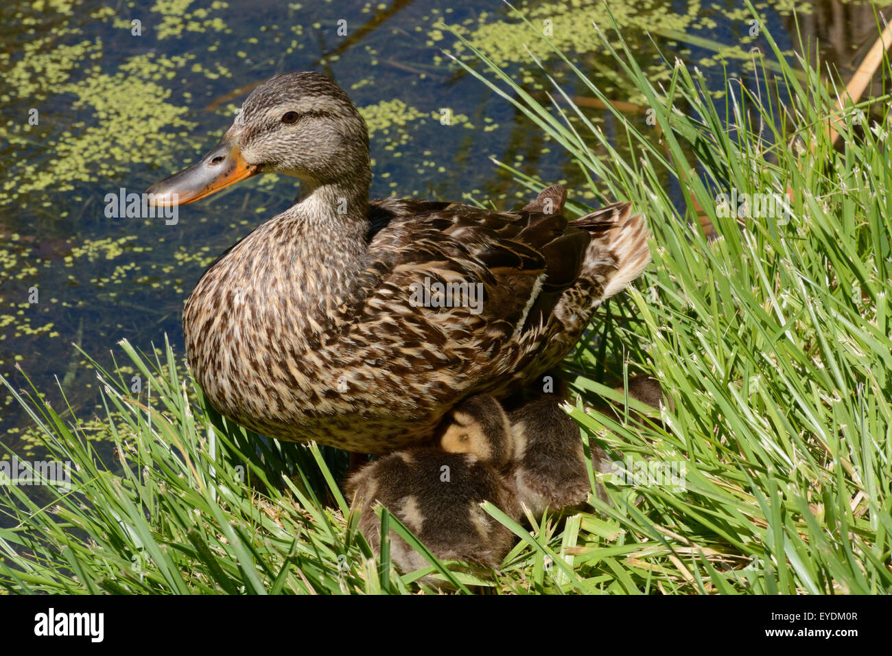 Mallard Duck Hen with her brood of ducklings nestled near her for