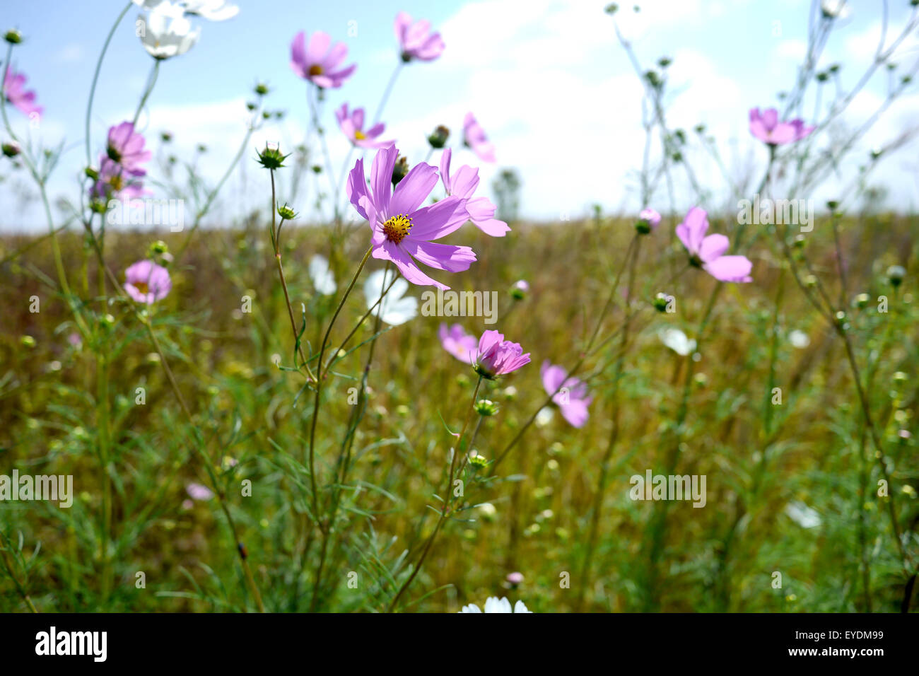 field of fresh purple flowers in spring Stock Photo - Alamy