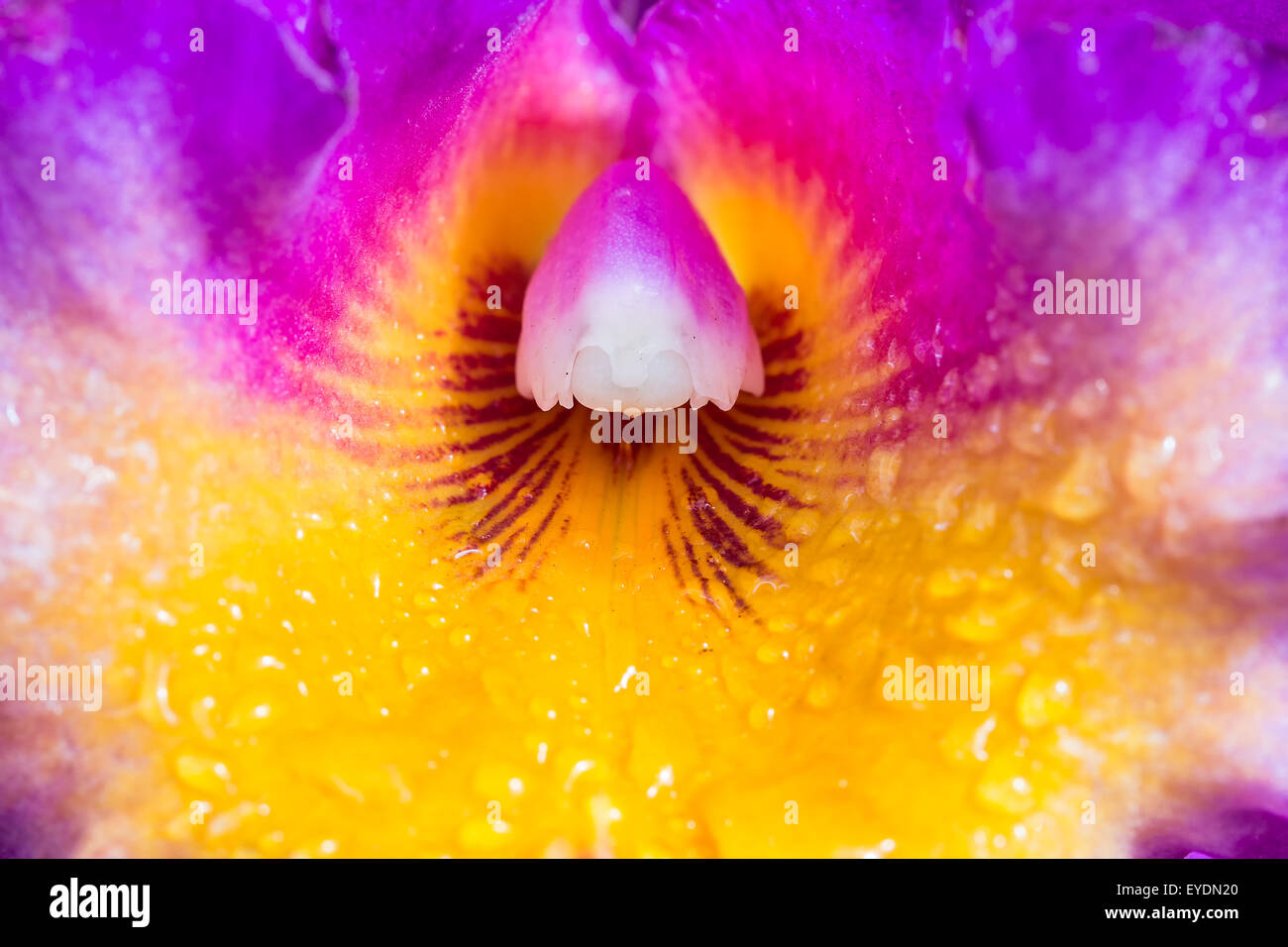A close-up view of the inside of a colorful cattleya orchid Stock Photo
