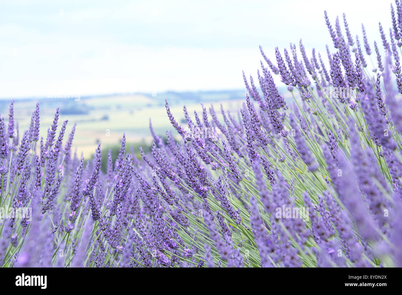 Yorkshire lavender, Terrington, York, North Yorkshire, England, UK Stock Photo Alamy