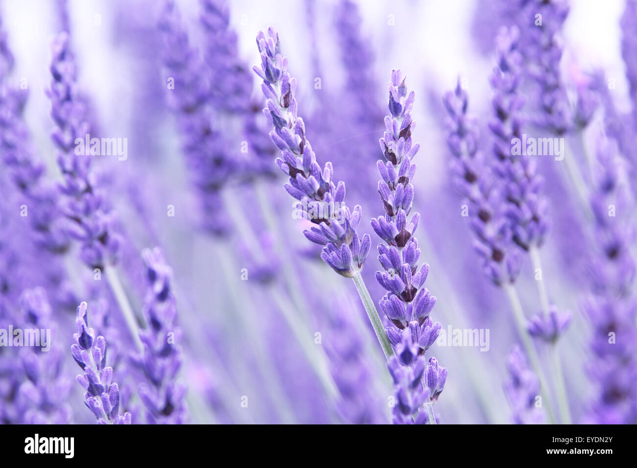 Yorkshire lavender, Terrington, York, North Yorkshire, England, UK Stock Photo Alamy