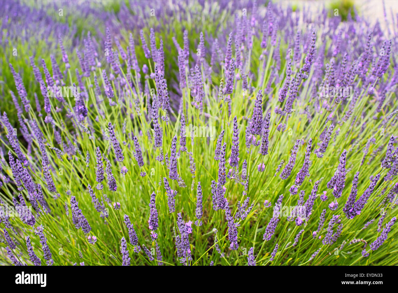 Yorkshire lavender, Terrington, York, North Yorkshire, England, UK Stock Photo Alamy