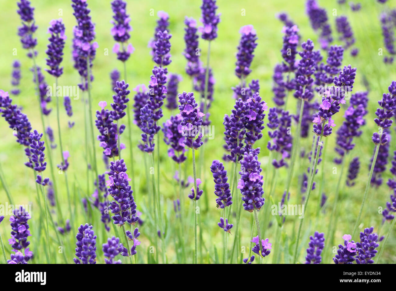 Yorkshire lavender, Terrington, York, North Yorkshire, England, UK Stock Photo Alamy