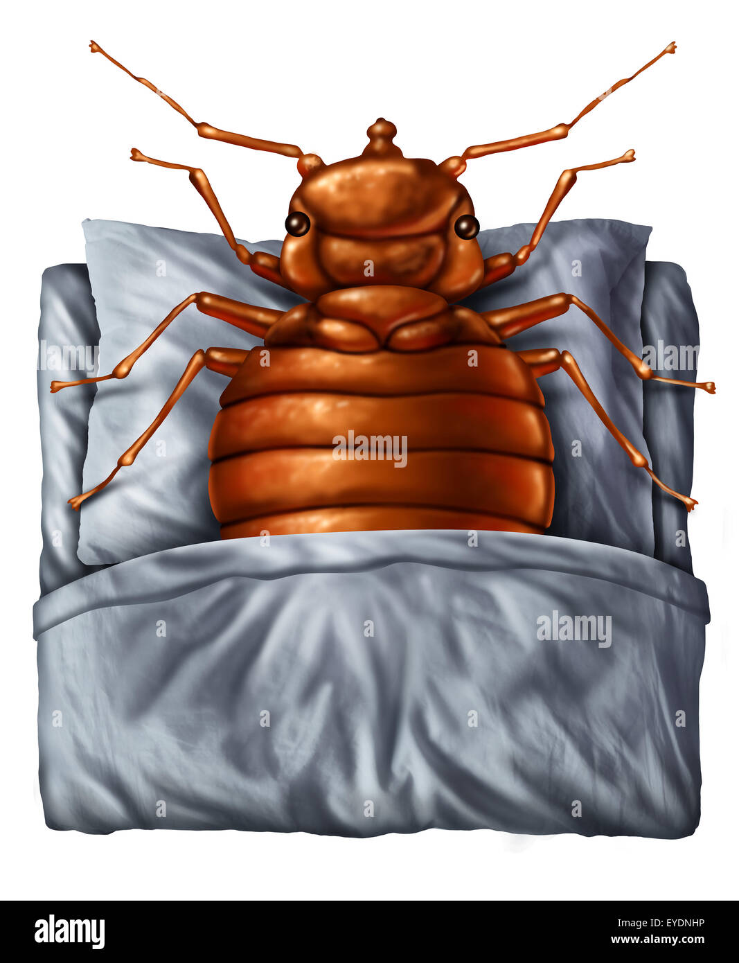 Bedbug or bed bug concept as a parasitic insect pest resting on a