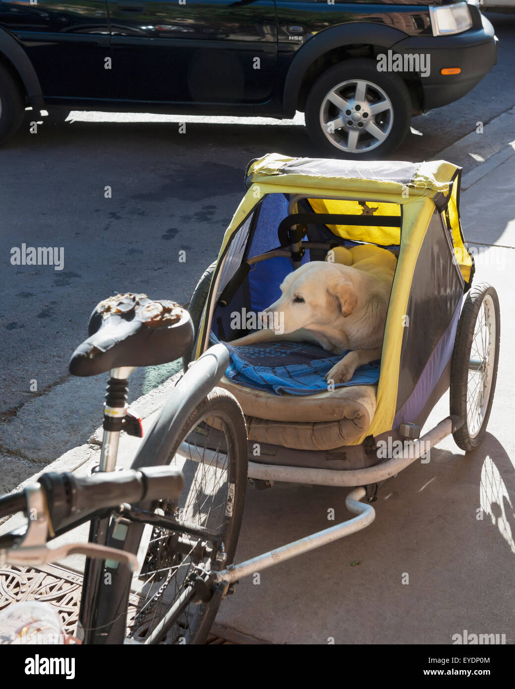 USA, Colorado, Dog bicycle trailer with a Golden Labrador; Aspen Stock