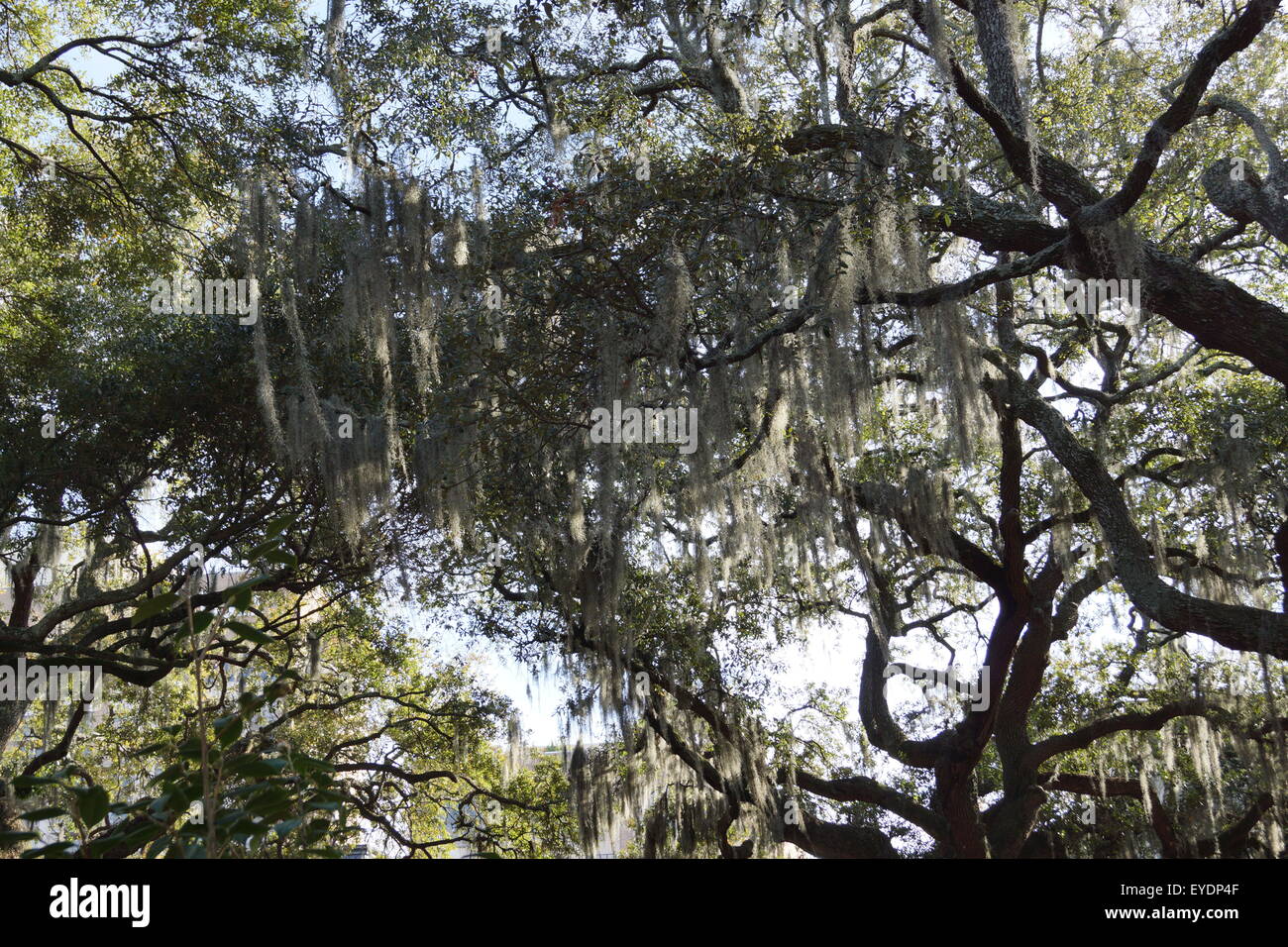 savannah spanish moss Stock Photo Alamy