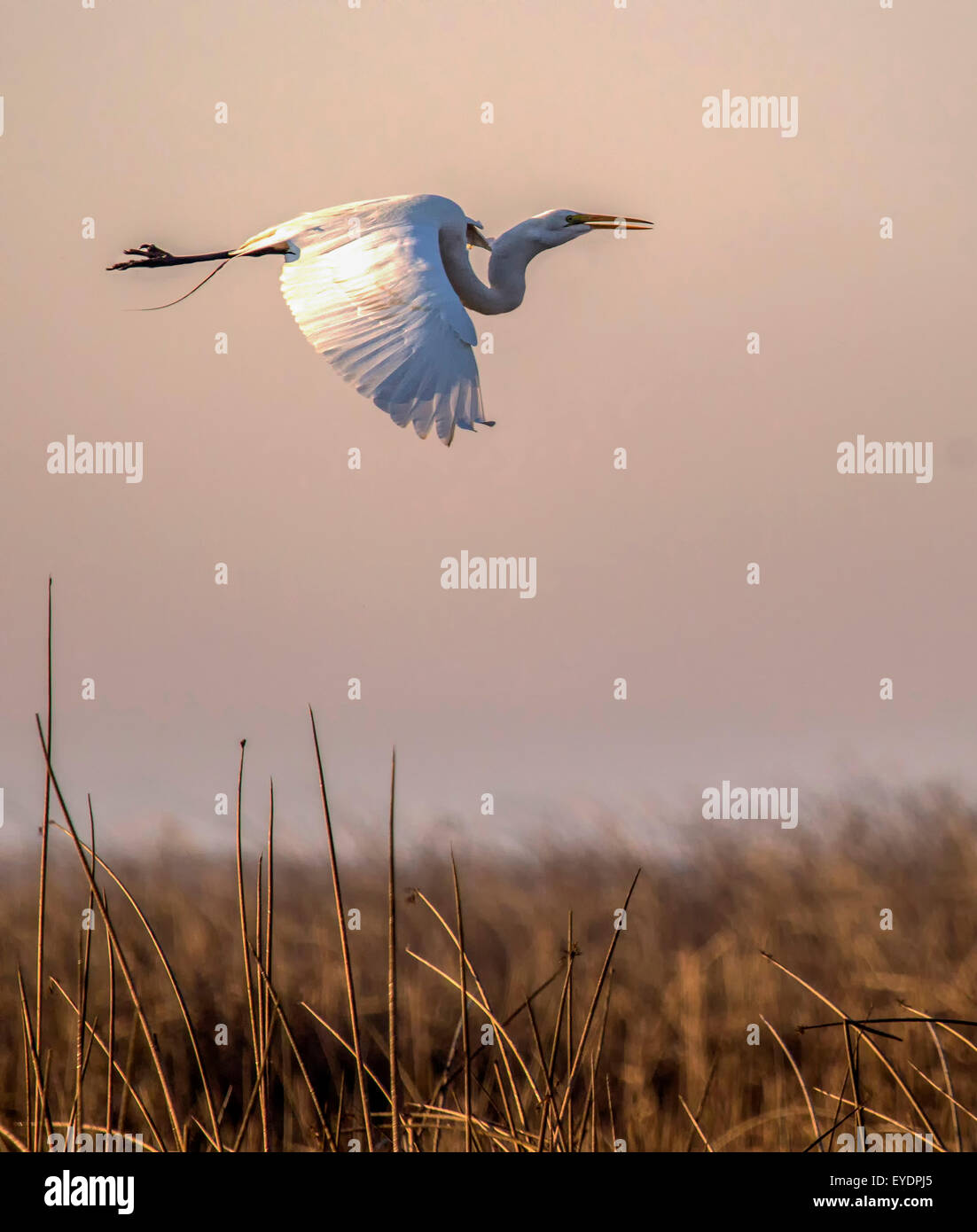 Great Egret in flight at sunrise over marshlands at San Luis Wildlife Refuge, California Stock Photo