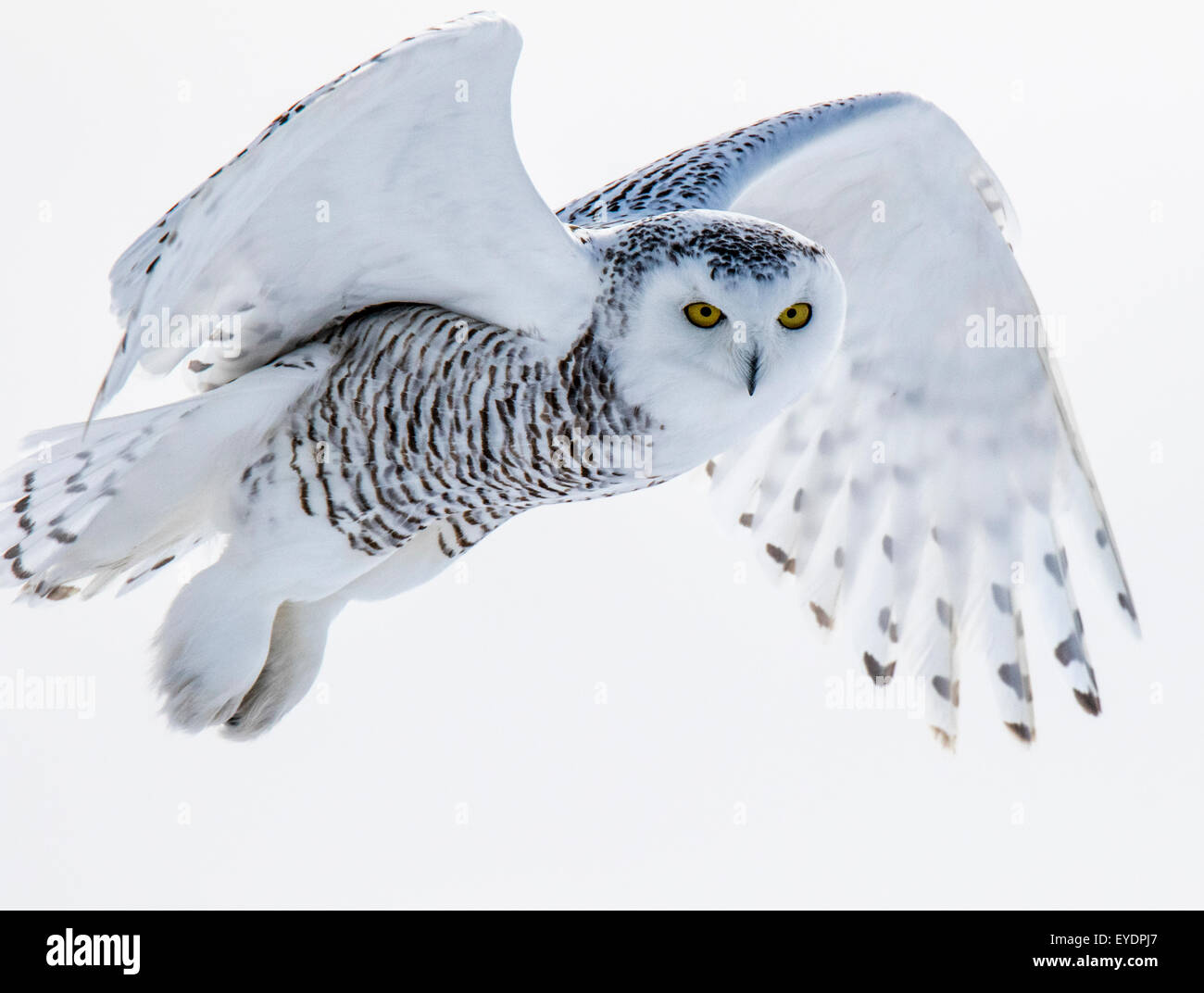 Snowy owl in flight Stock Photo