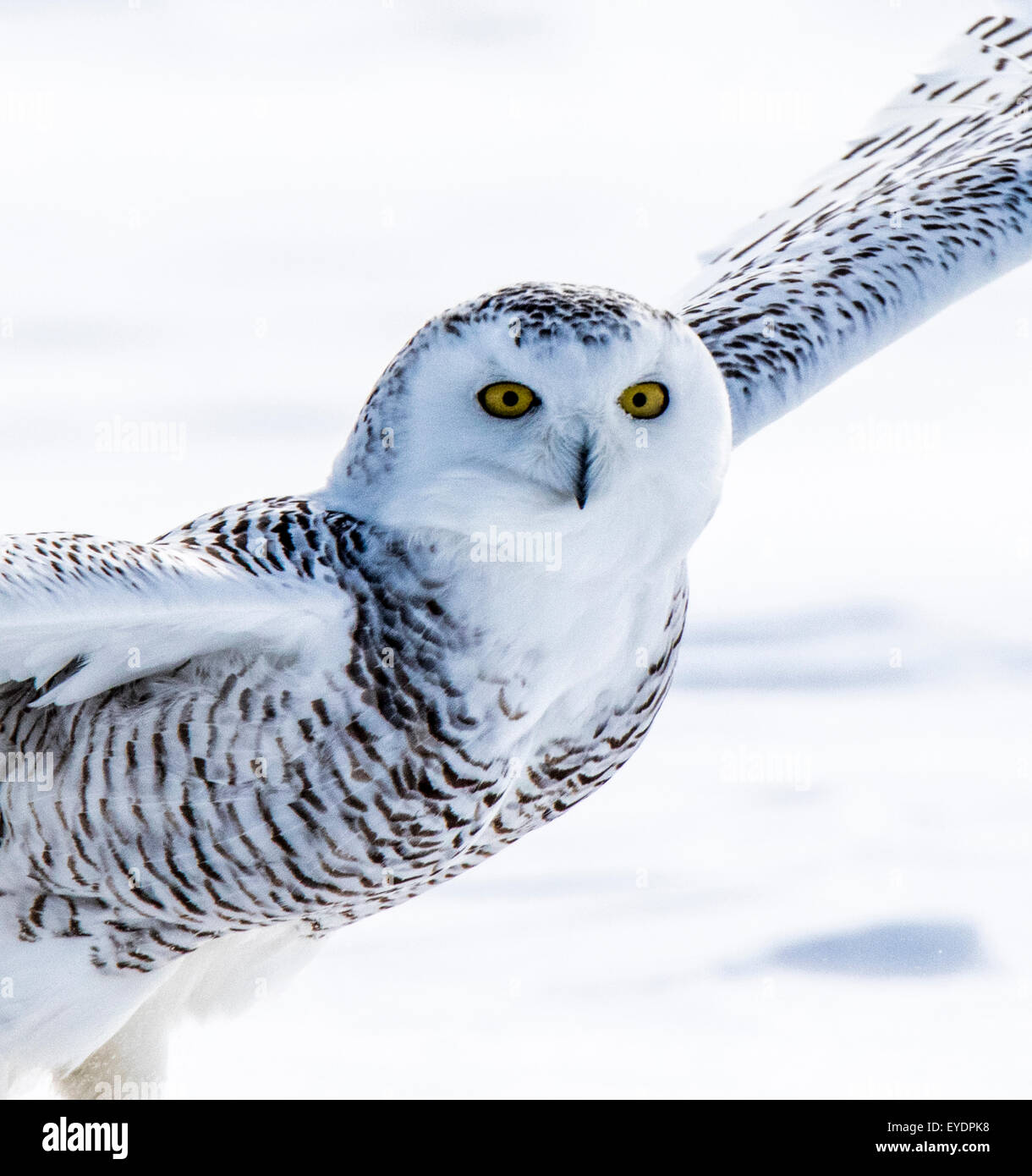 Snowy owl hunting over a winter field Stock Photo