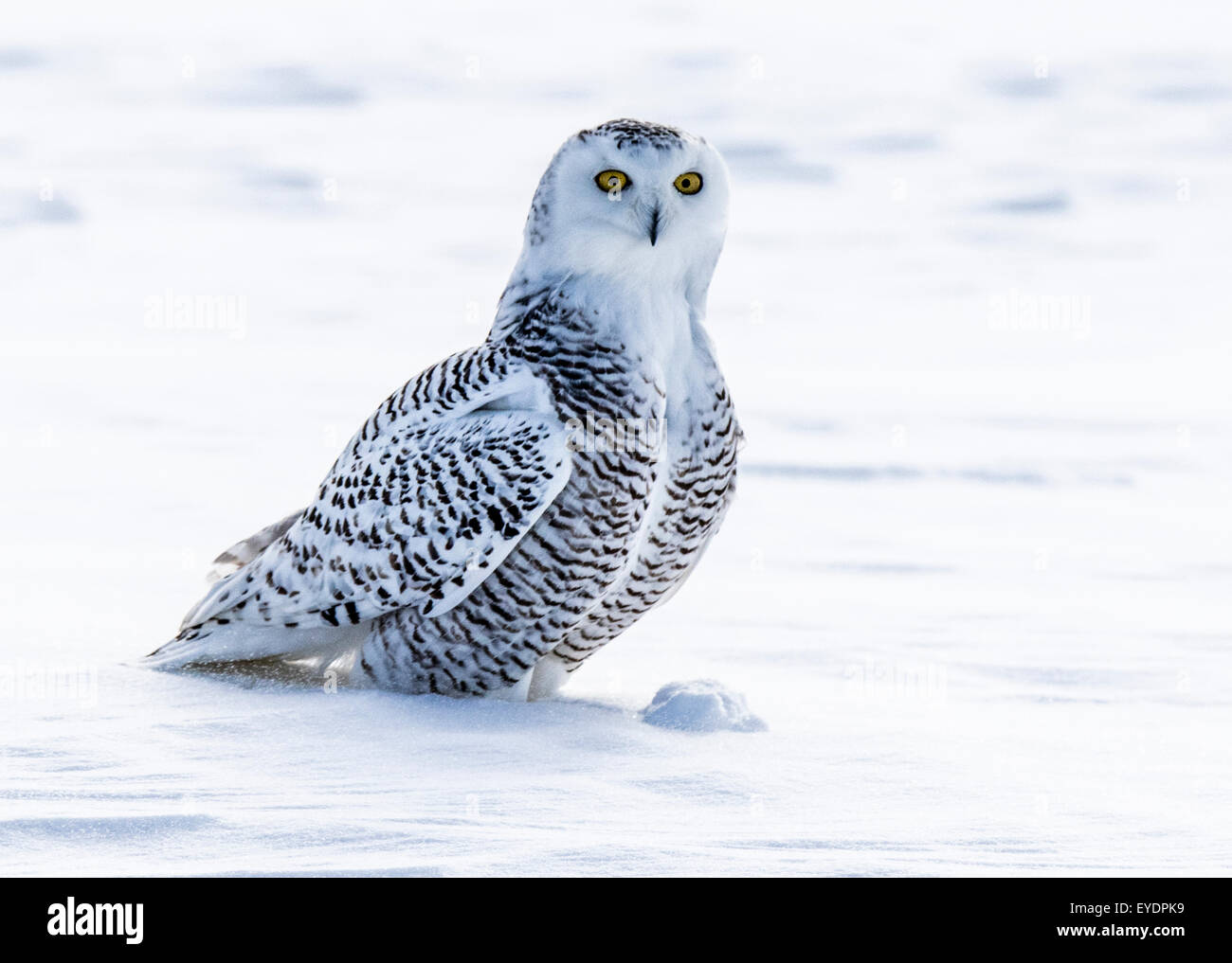 Snowy owl sitting in the snow Stock Photo