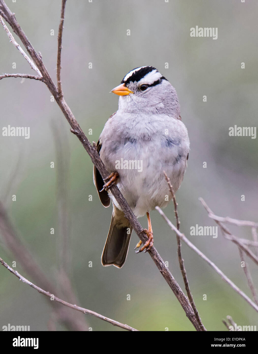 WHITE CROWN SPARROW (Zonotrichia leucophrys) perched branch in New Mexico Stock Photo