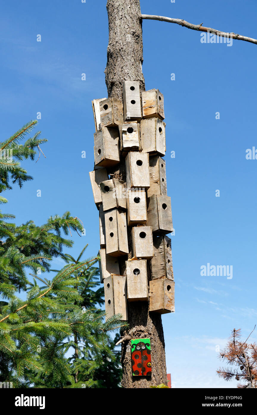 A cluster of unpainted wooden bird houses on a dead tree, Habitat
