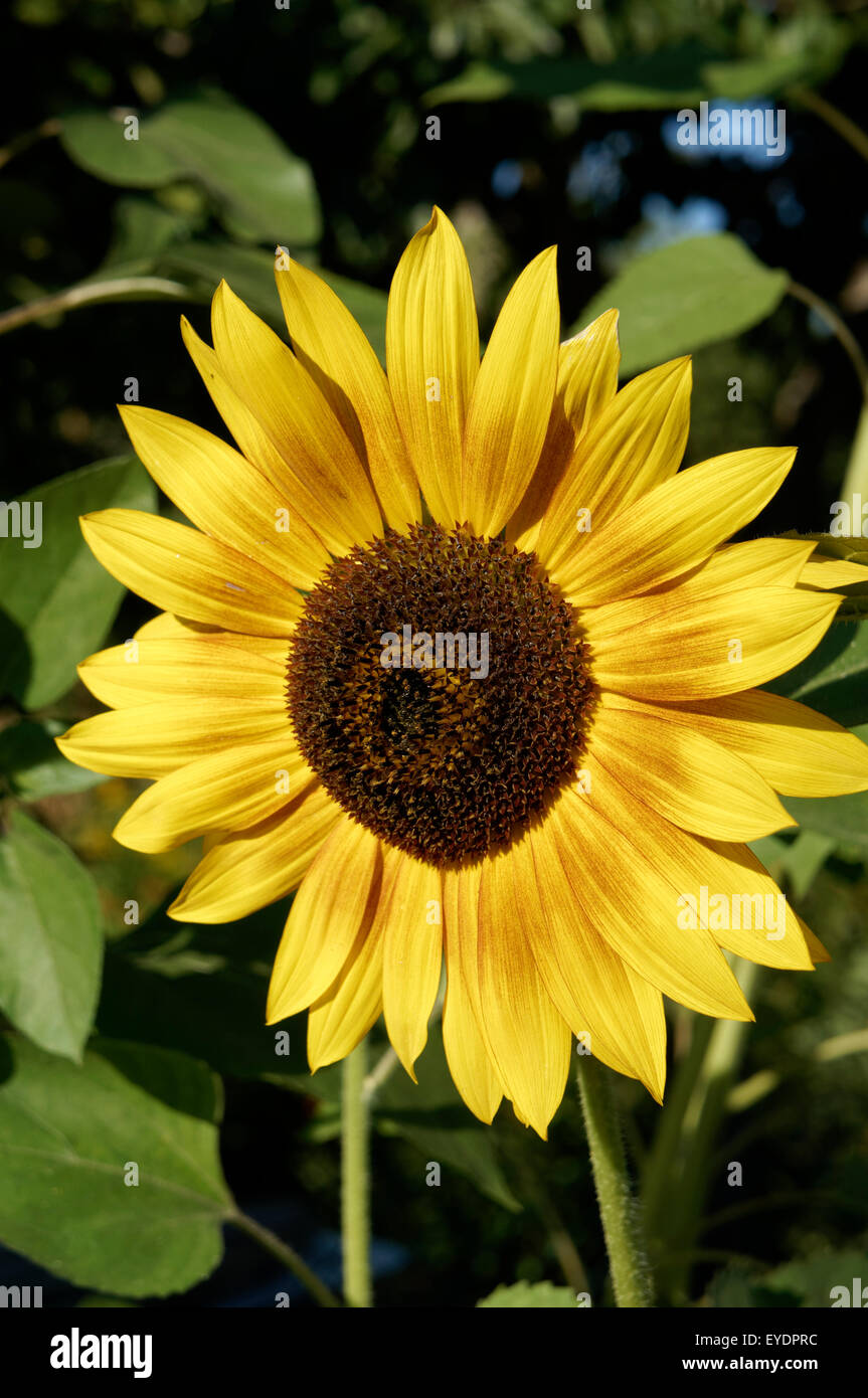 Close up sunflower seeds hi-res stock photography and images - Alamy