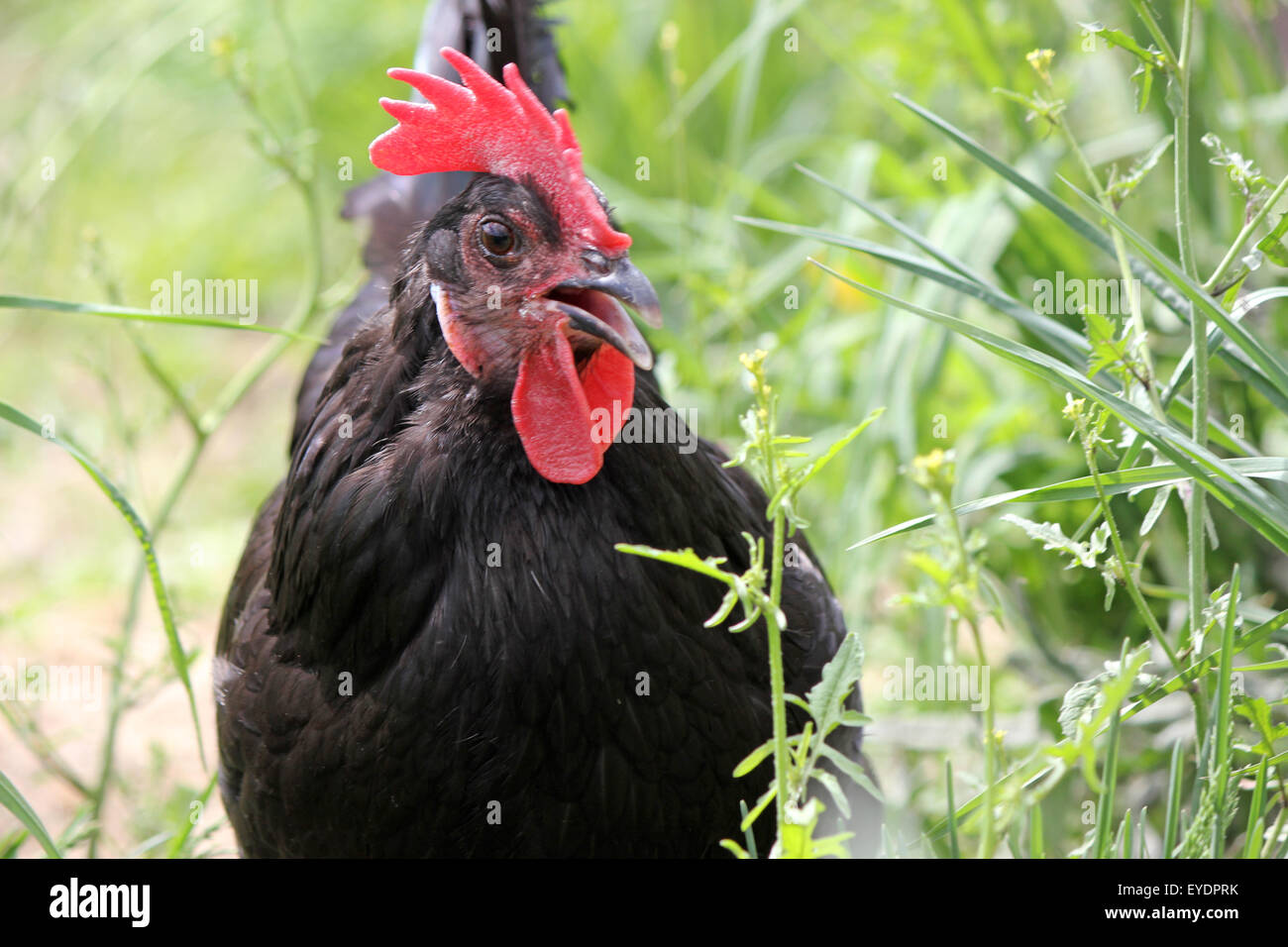 A black free range hen walking around in a farmyard, clucking Stock Photo
