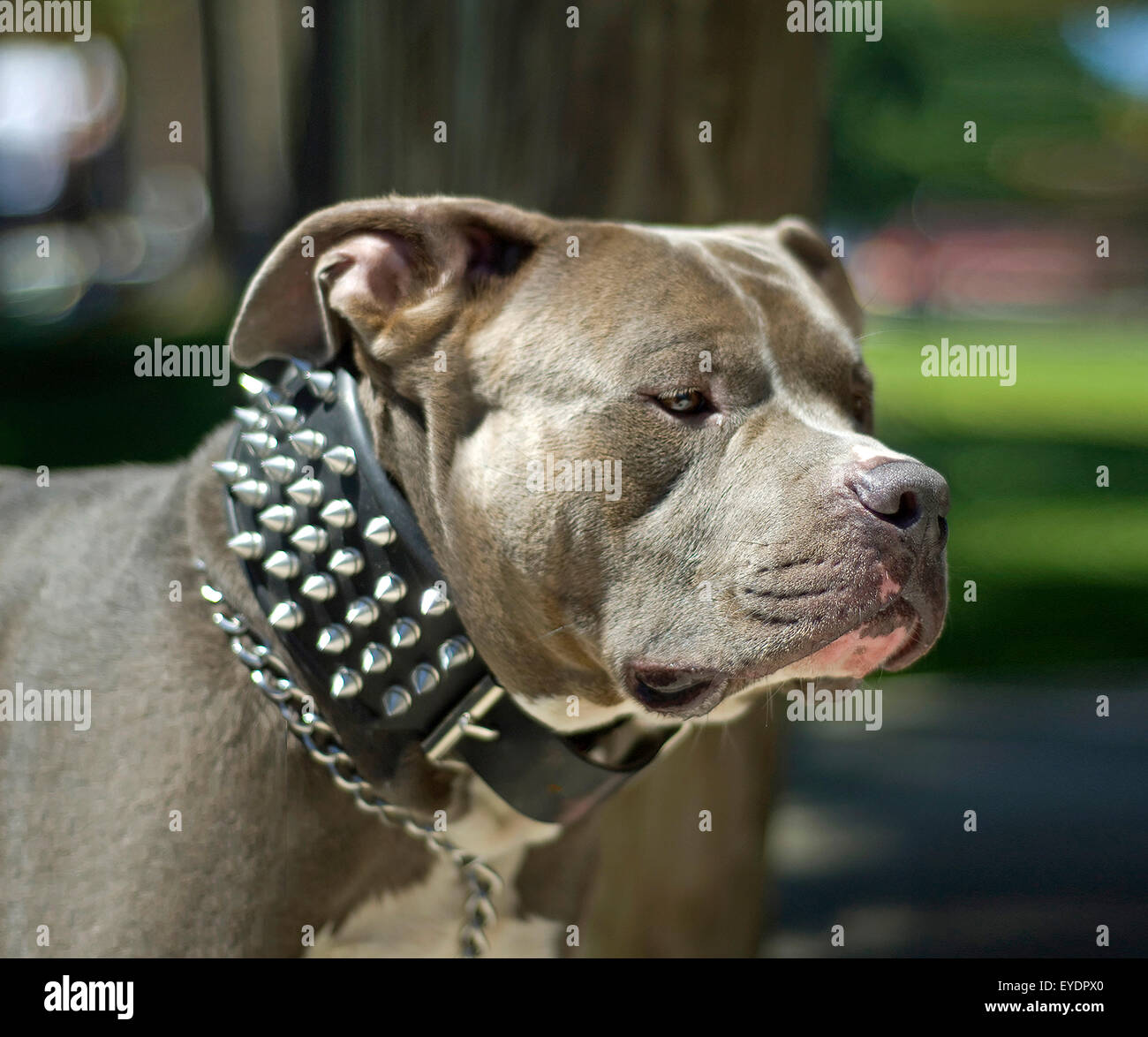 pitbull spiked collar