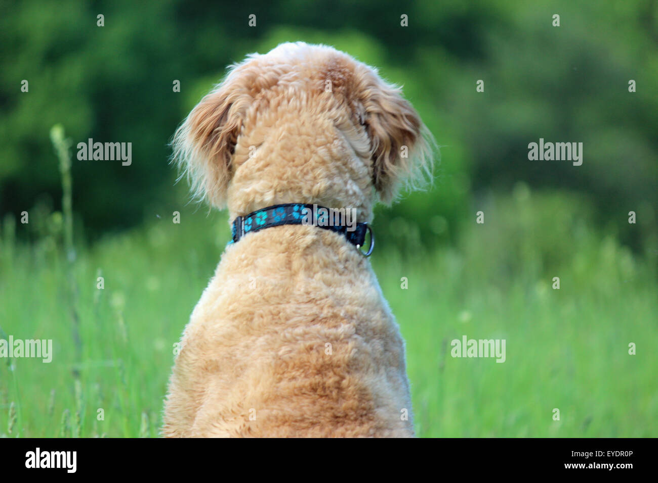 What Size Collar Does A Goldendoodle Need