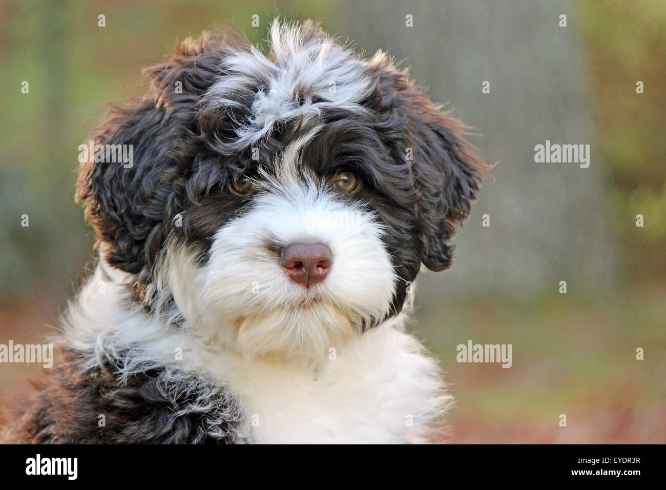 A Young Brown And White Portuguese Water Dog Puppy With Irish Marking Stock Photo Alamy