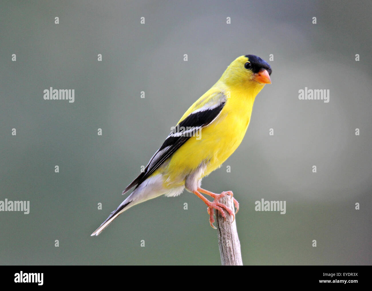 A male American Goldfinch (Carduelis tristis) in bright yellow summer breeding plumage perching on a branch Stock Photo