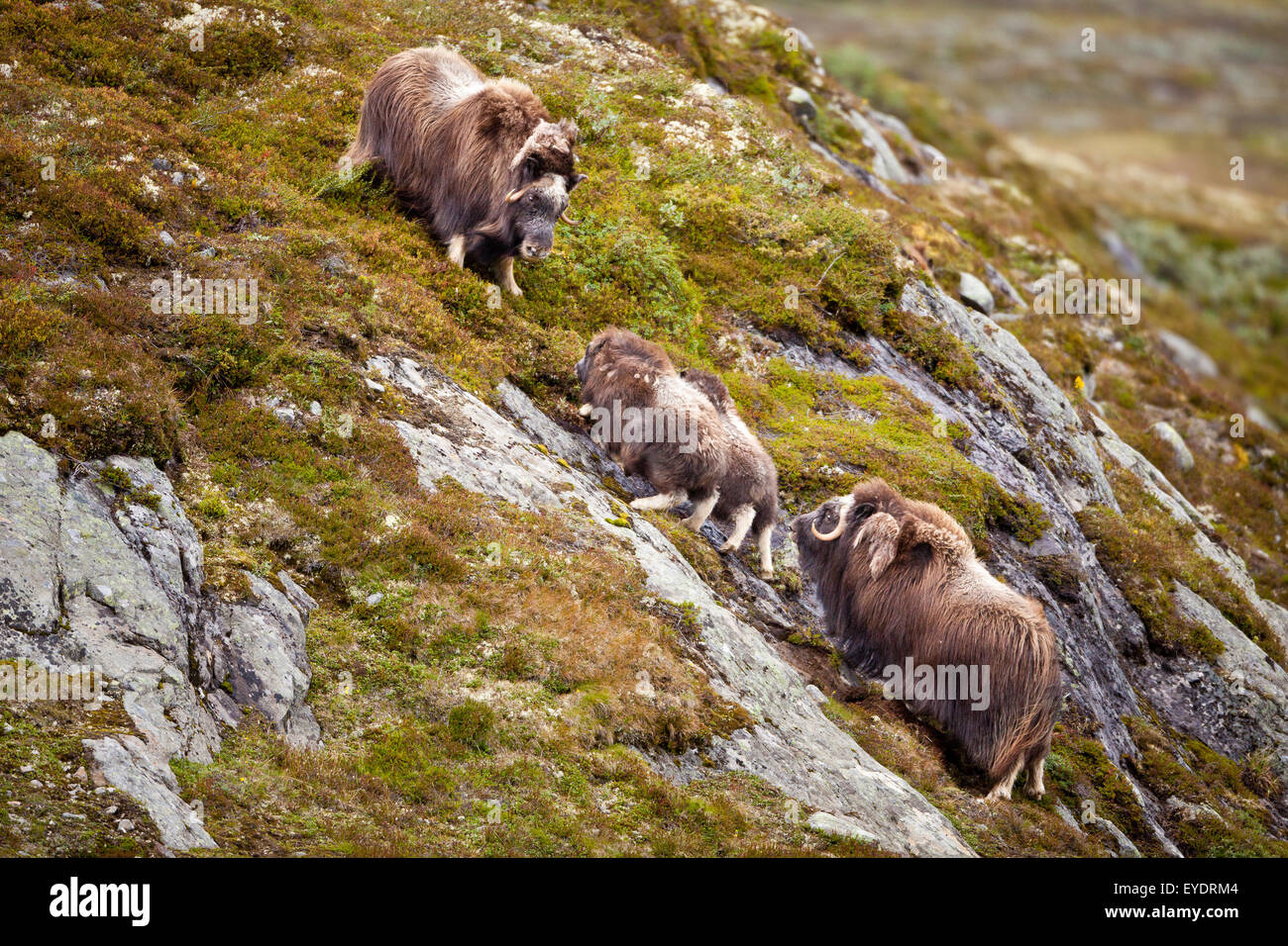 Muskoxen family, Ovibos moschatus, in Dovrefjell national park, Dovre, Norway. Stock Photo